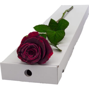 Single Letterbox Black Baccara Rose