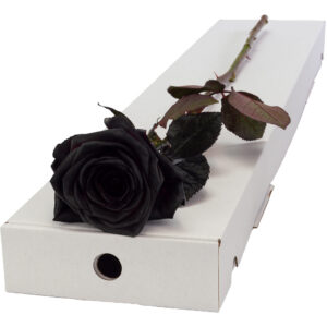 Single Letterbox Black (Painted) Rose