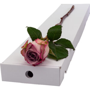 Single Letterbox Lilac Rose