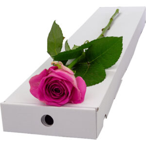 Single Letterbox Pink Rose