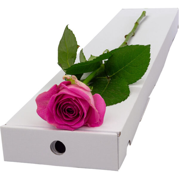 Single Letterbox Pink Rose