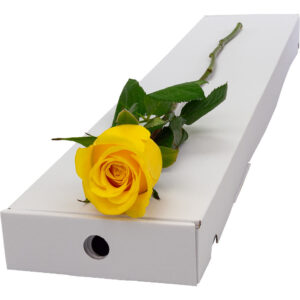 Single Letterbox Yellow Rose